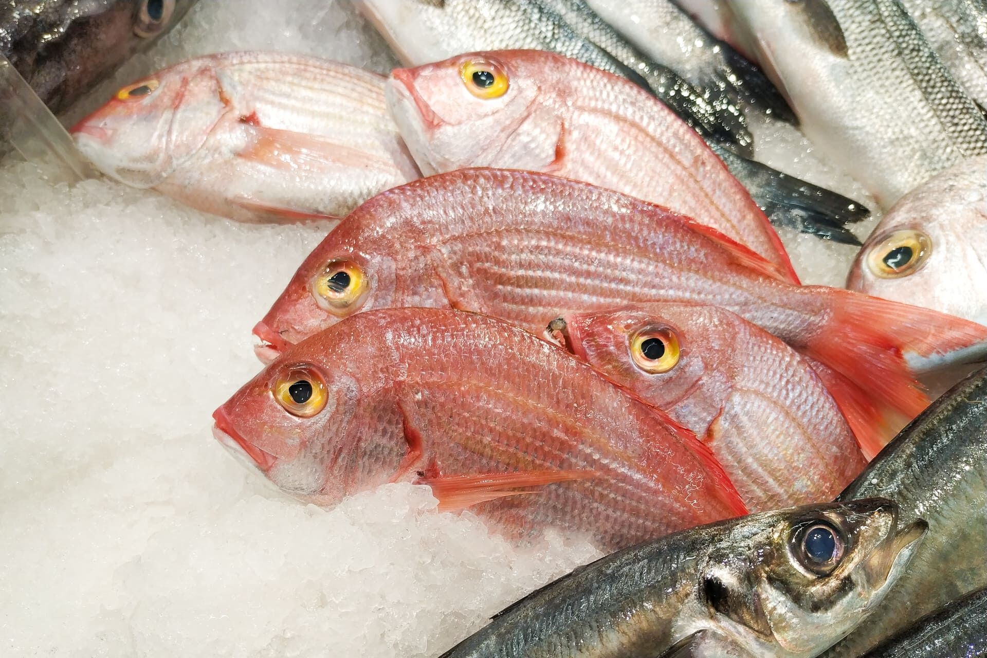 魚